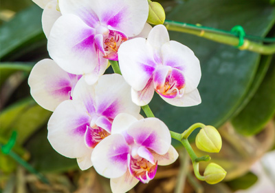 Blütenwunder Phalaenopsis - mit diesen 7 Tipps gelingt die Orchideen-Pflege